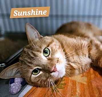 Photo of Sunshine