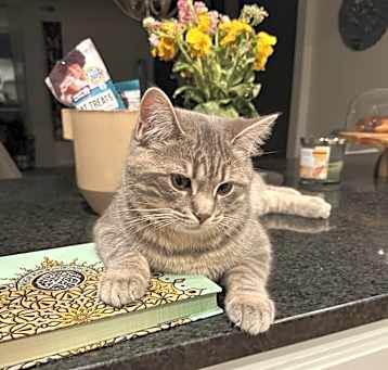 Photo of Baida