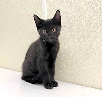 Photo of Kuro