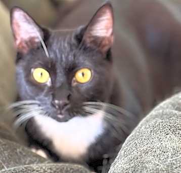 Photo of MIRABELLE