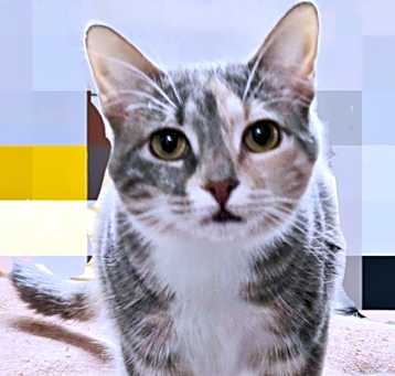Photo of Furina