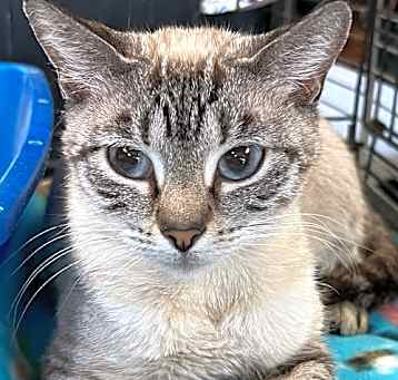 Photo of JINX