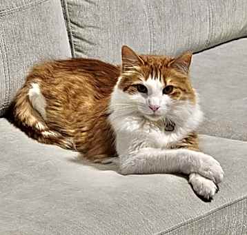 Photo of DIGGORY (long fur) social