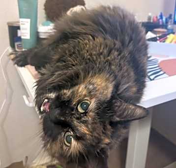 Photo of Bella