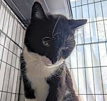 Photo of Phantom (25-1633)