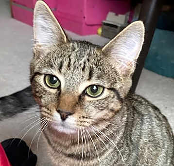 Photo of Brick