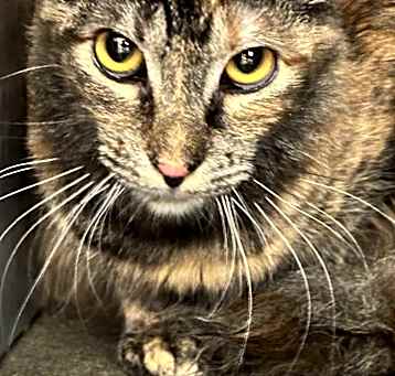 Photo of Kiawe
