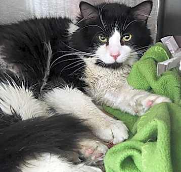 Photo of Whiskey