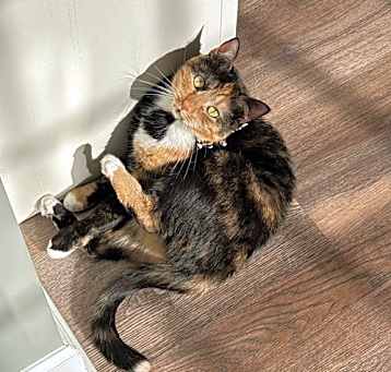 Photo of Mocha