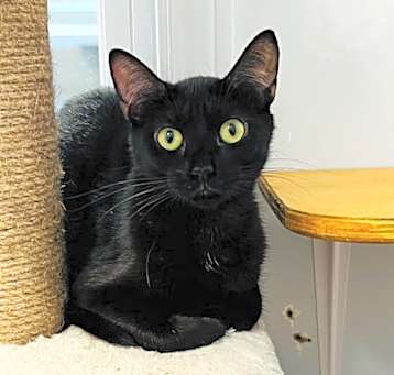 Photo of Cora