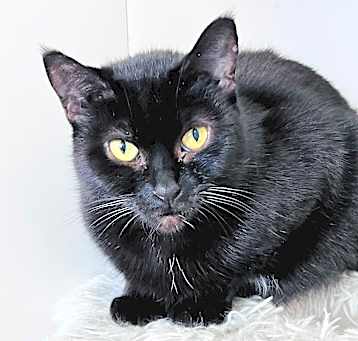Photo of Freya