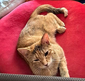 Photo of Ginger