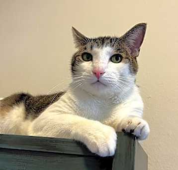 Photo of Patch
