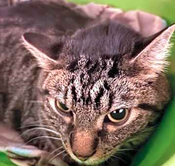 Photo of Walter (was Vincent)