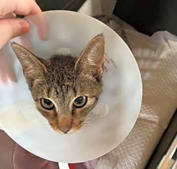 Photo of Misty