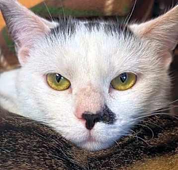 Photo of Casper