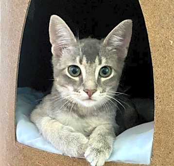 Photo of Cinza (bonded w/ Gr책)