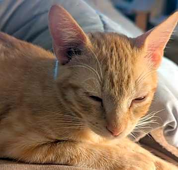 Photo of Dexter E