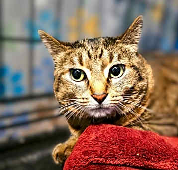 Photo of Hansel