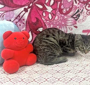 Photo of Villi