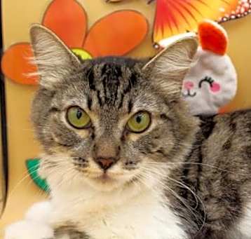Photo of Dakia