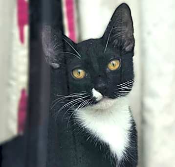 Photo of Pickles
