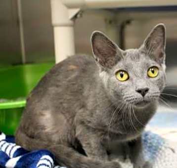 Photo of Luna