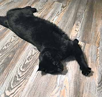 Photo of Midnight