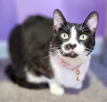 Photo of Desi