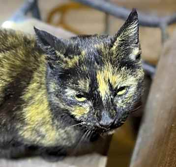 Photo of Roxy