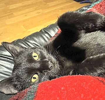 Photo of Raven