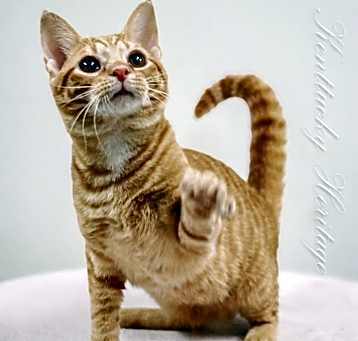 Photo of Eris