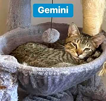 Photo of Gemini