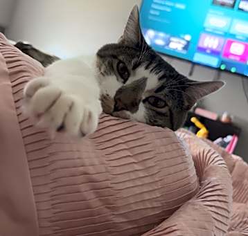 Photo of Cotton