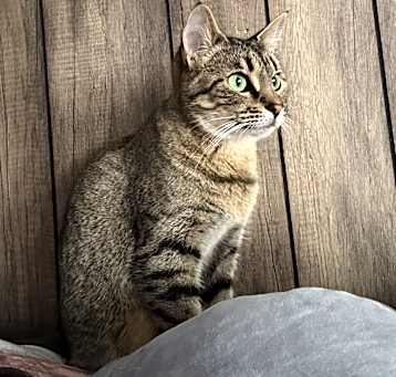 Photo of Little (Toffee)