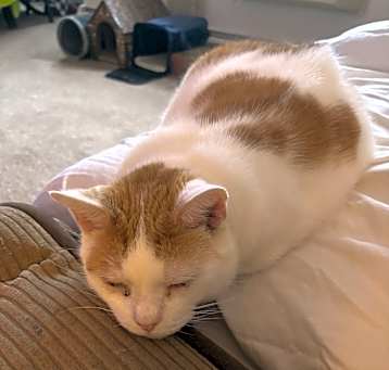 Photo of toby