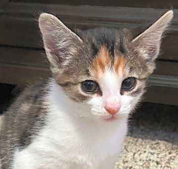 Photo of Bella