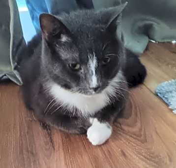Photo of Pete the Cat
