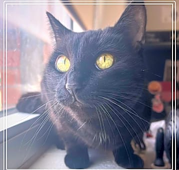 Photo of Sassy