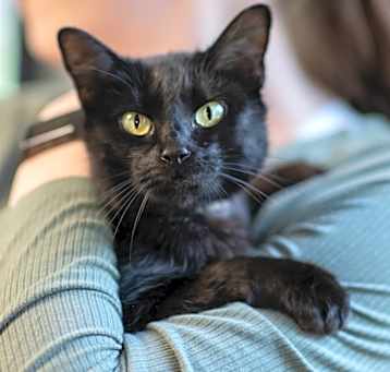 Photo of HAZEL-29726