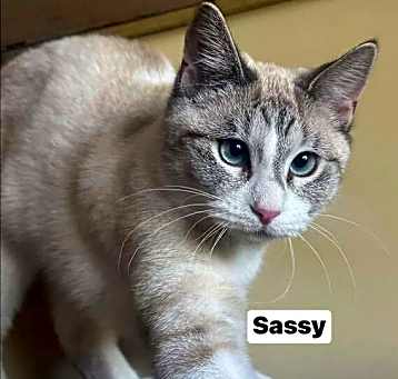 Photo of Sassy