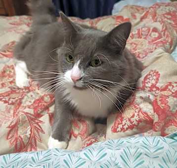 Photo of Grayson