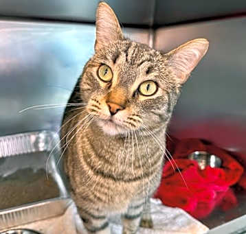 Photo of Marshal