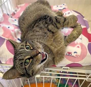 Photo of Meowdeline
