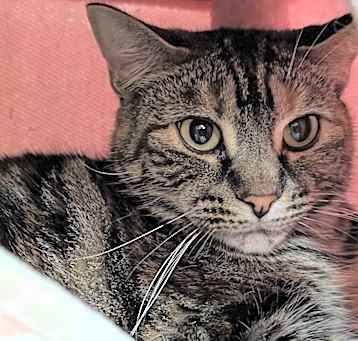 Photo of Carmilla