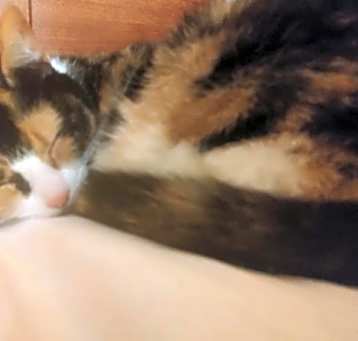 Photo of Boo