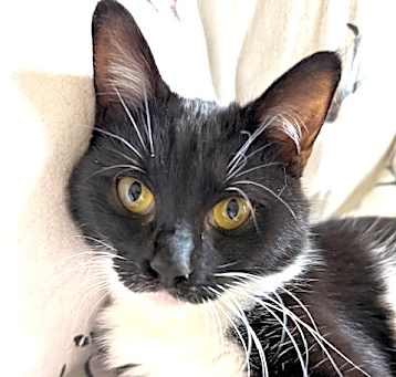 Photo of Roxy