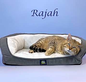 Photo of Rajah C25-092