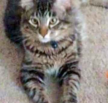 Photo of Zoro