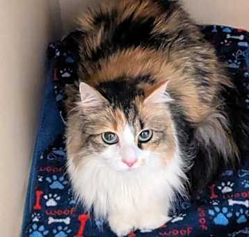 Photo of Sassafras